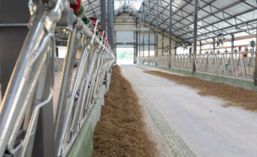 Cattle Barn Construction in Fargo, ND Top 3 Design Considerations for Optimal Performance