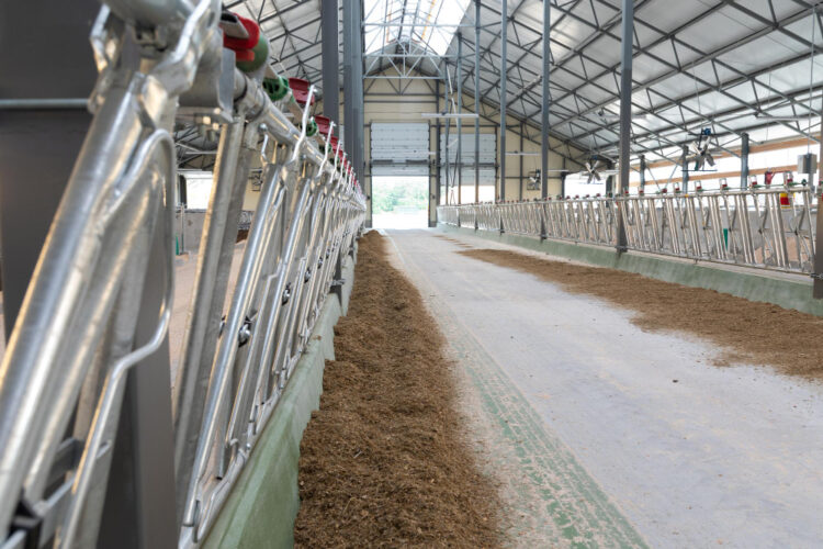 Interior view of a newly built cattle barn