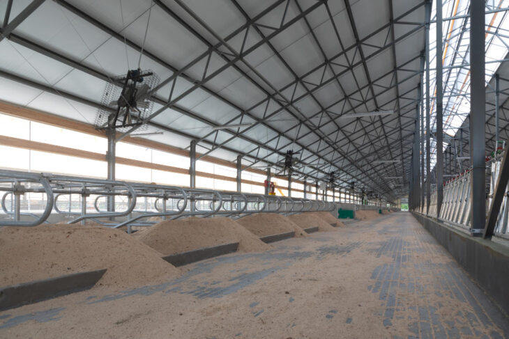 Cattle barn construction with open stalls and metal roofing